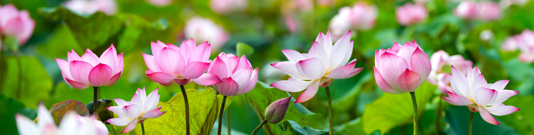 Gioi thieu ve chua online pagoda