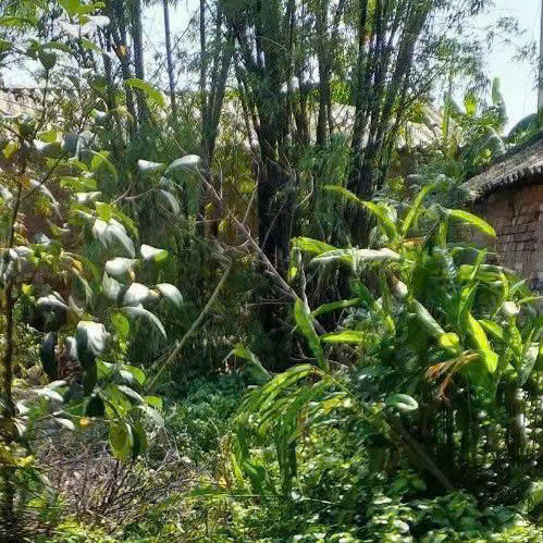 Thien linh cai tai hung yen
